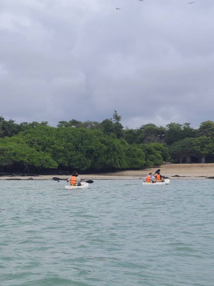 Des gens qui font du kayak près d'une forêt de mangroves.