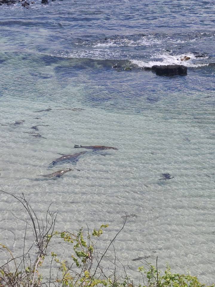 Eaux claires avec quelques rochers visibles et une plante.