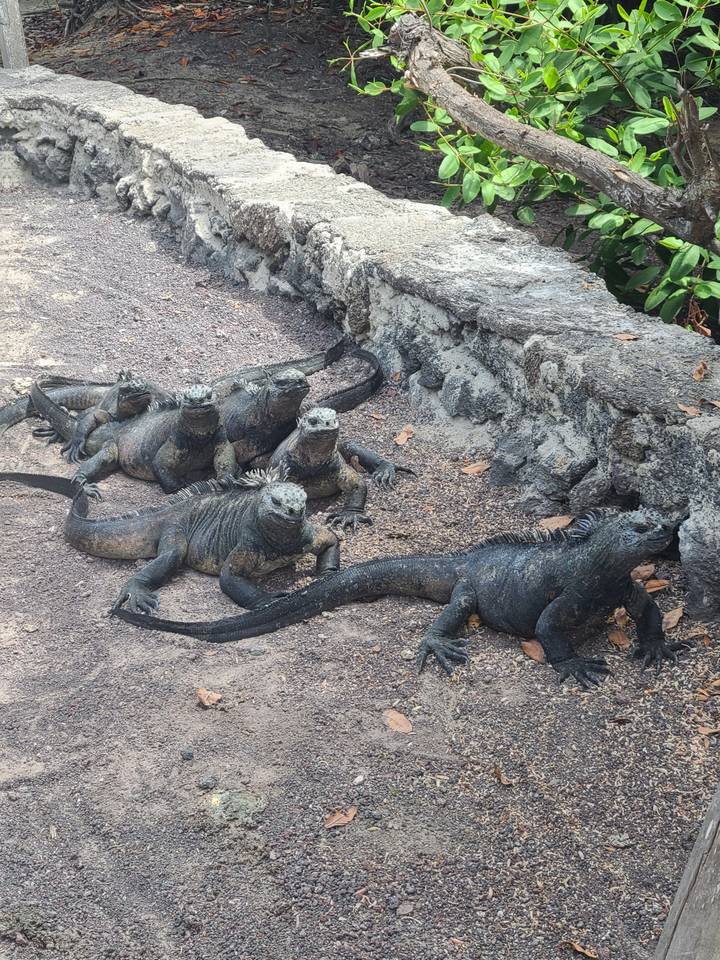 Groupe d'iguanes sur un terrain rocheux entouré de verdure.