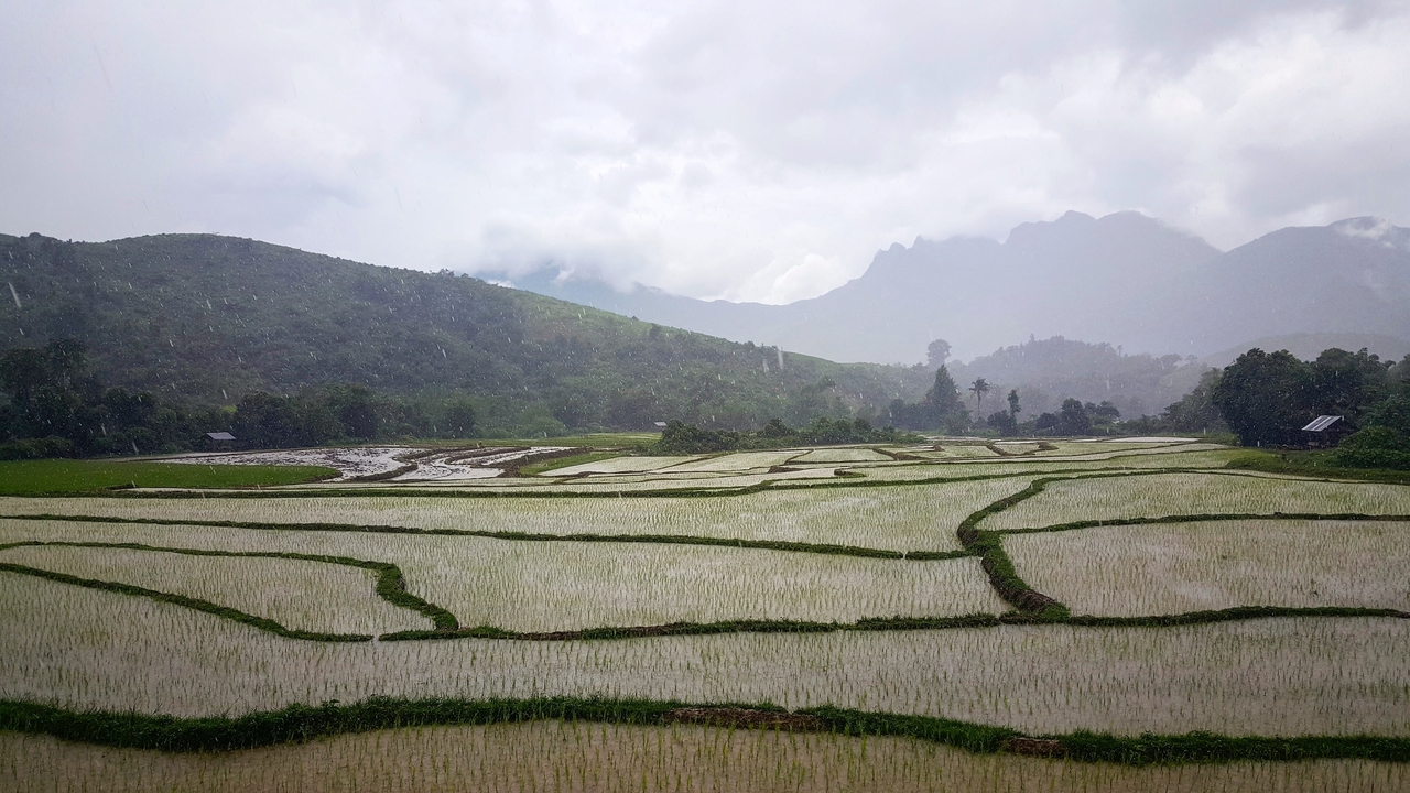 Flooded rice fields with mountains in the background under a cloudy sky.