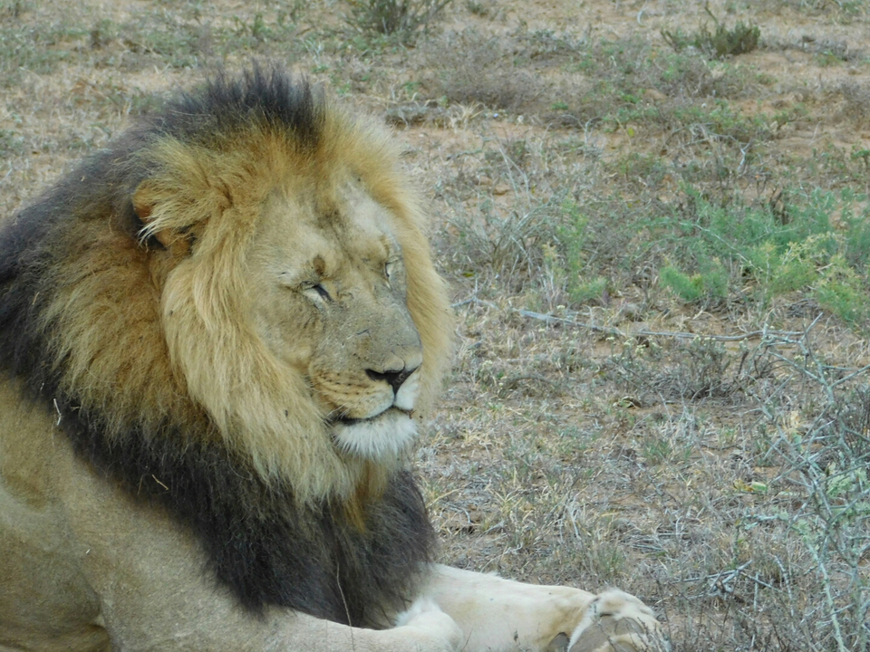 Close-up of a lion in a natural habitat.