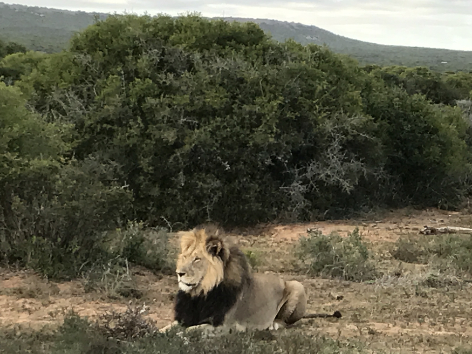 Lion se reposant dans les plaines herbeuses.