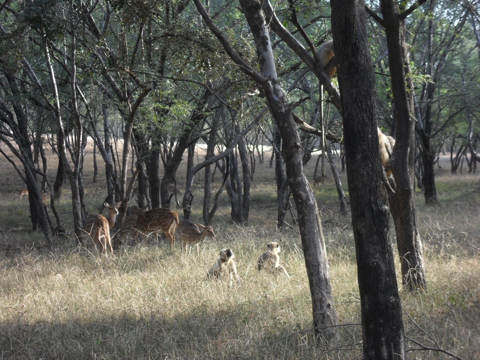 Spotted deer and monkeys forage among tall grasses in a dry forest.