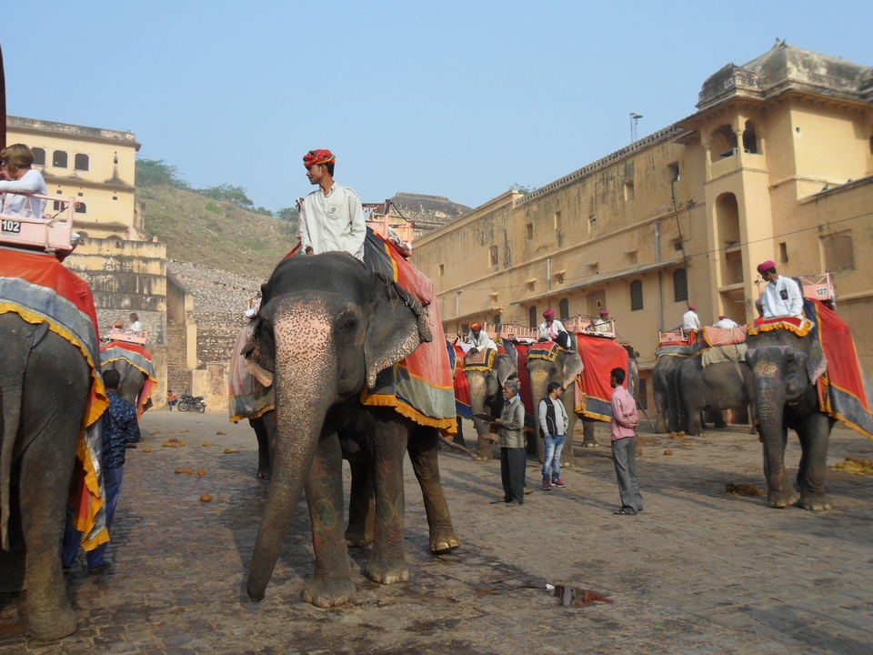 Line of decorated elephants carrying tourists outside a yellow fort.