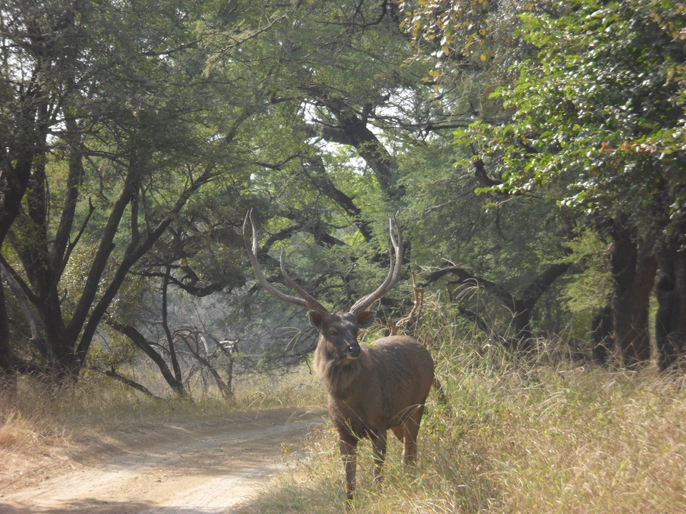 Large antlered deer stands alert on a dirt track amid thick woodland.