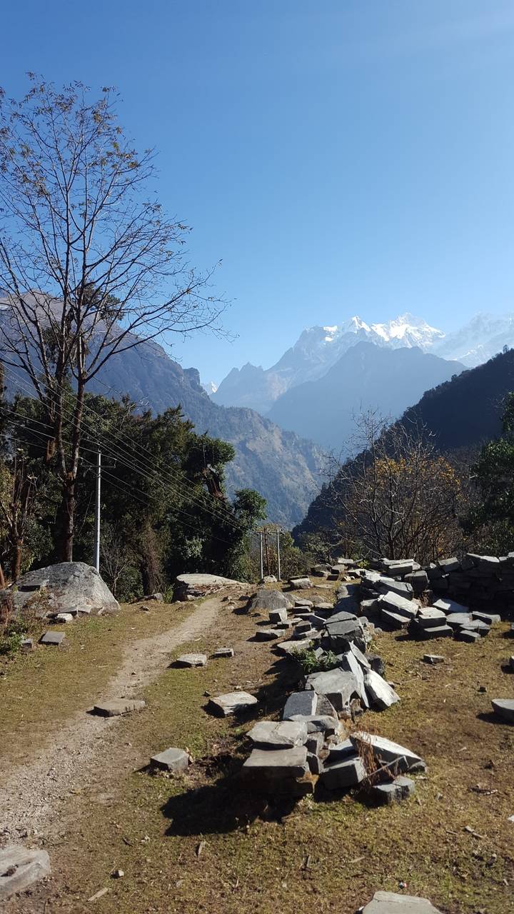 Un paysage montagneux avec un sentier, des arbres et des sommets enneigés.