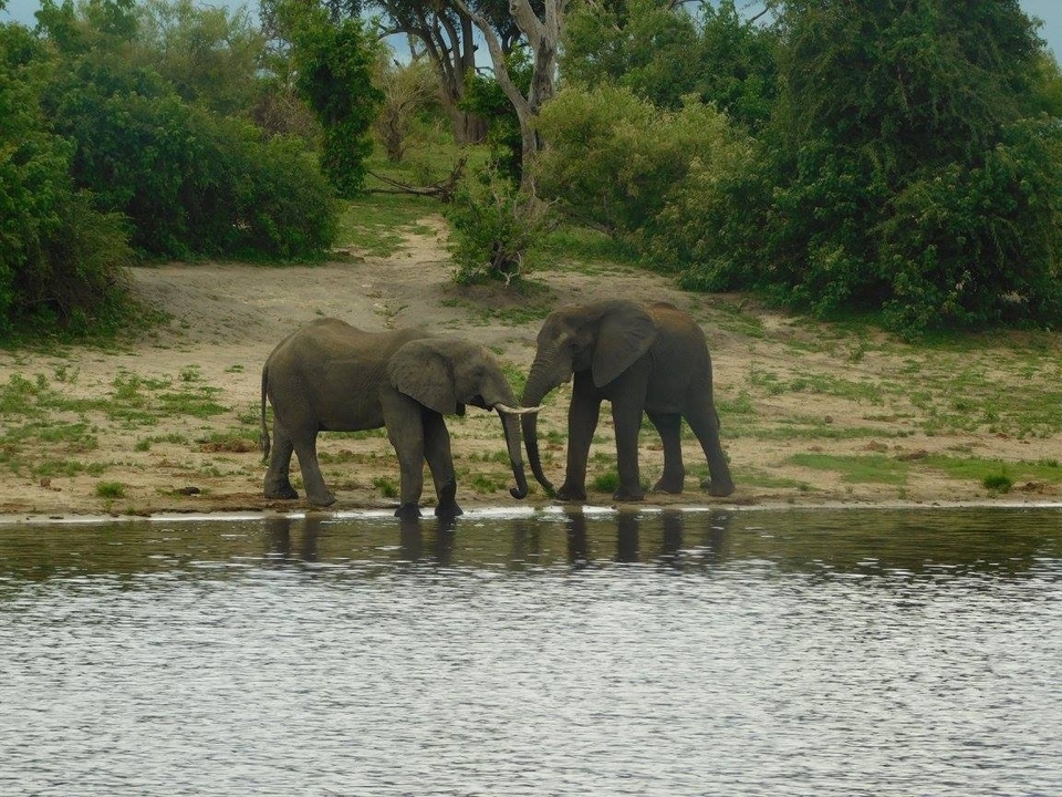 Deux éléphants près d'une rivière.