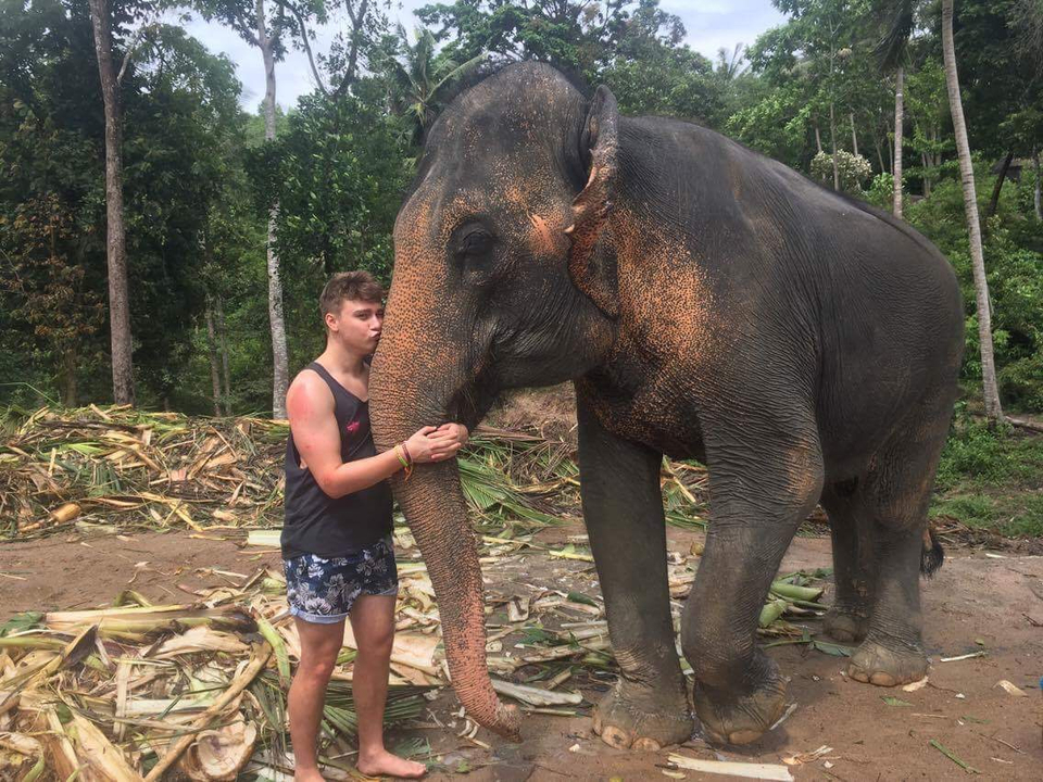 Person gently interacting with an elephant in a natural setting.