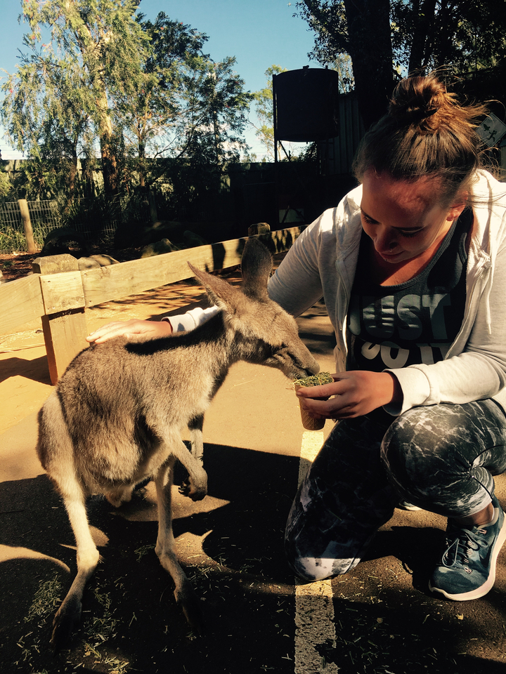 Person feeding a kangaroo.