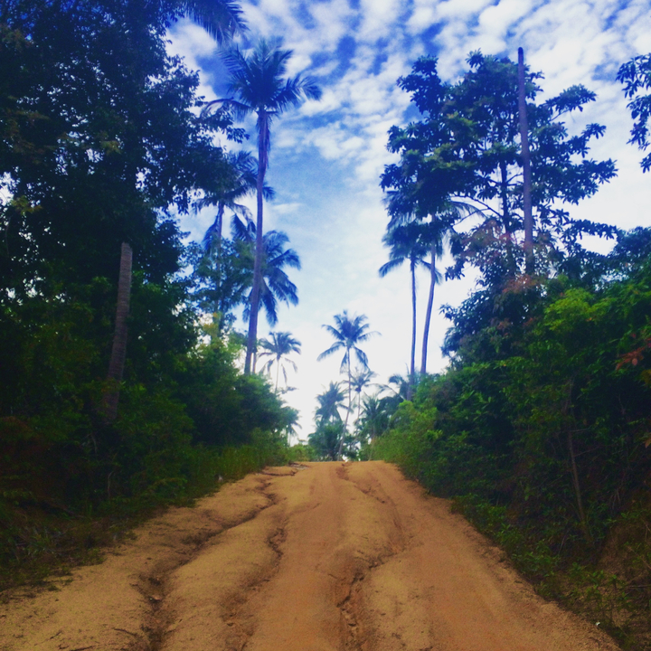 Pathway through a lush tropical forest with tall palm trees under a blue sky.