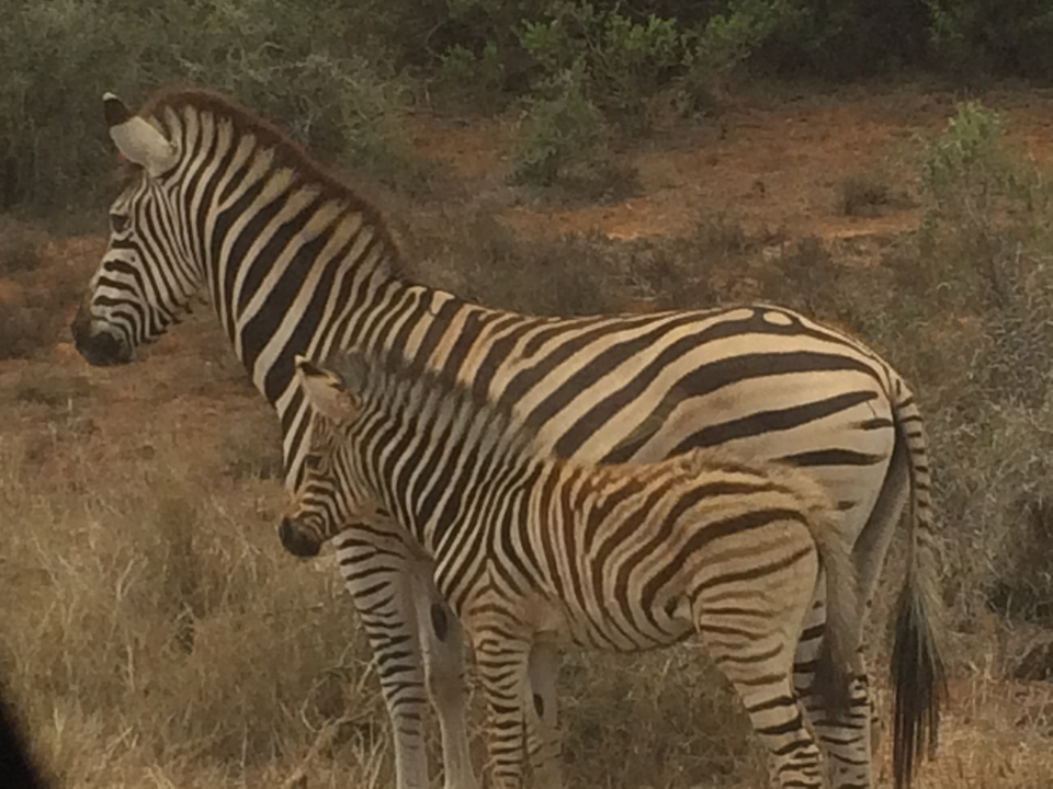 Zebras standing in a grassy area.