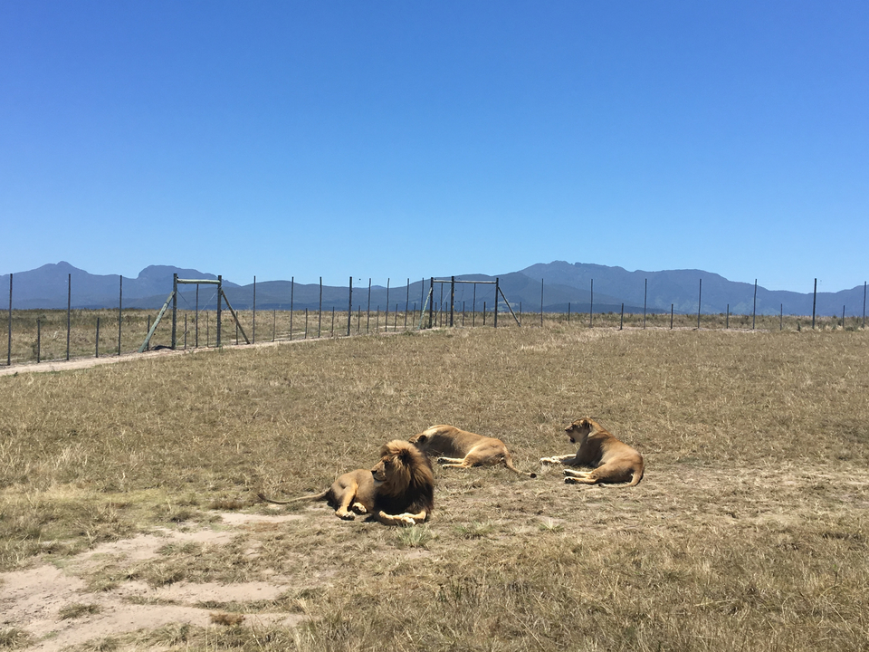 Lions se reposant dans une prairie avec des montagnes en arrière-plan.