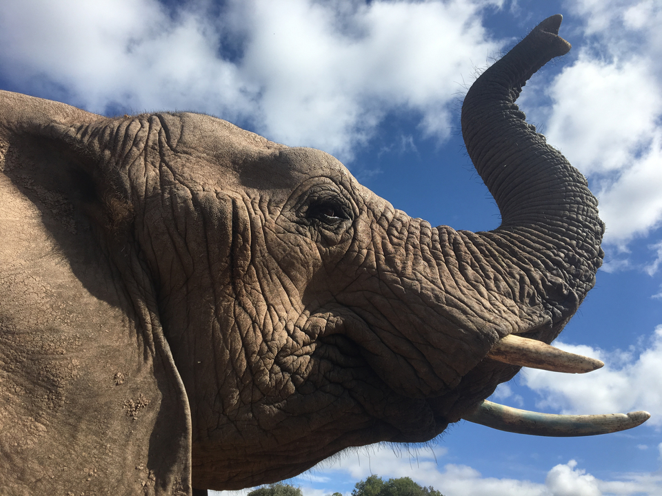 Gros plan d'une tête d'éléphant sur fond de ciel bleu.