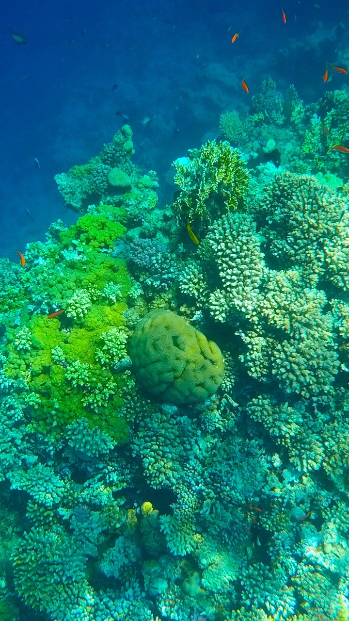Vue sous-marine d'un récif corallien coloré.