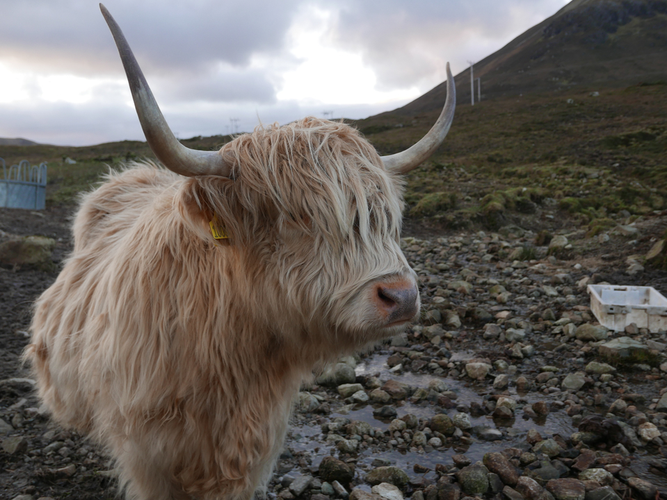 Vache des Highlands en gros plan sur un terrain rocailleux