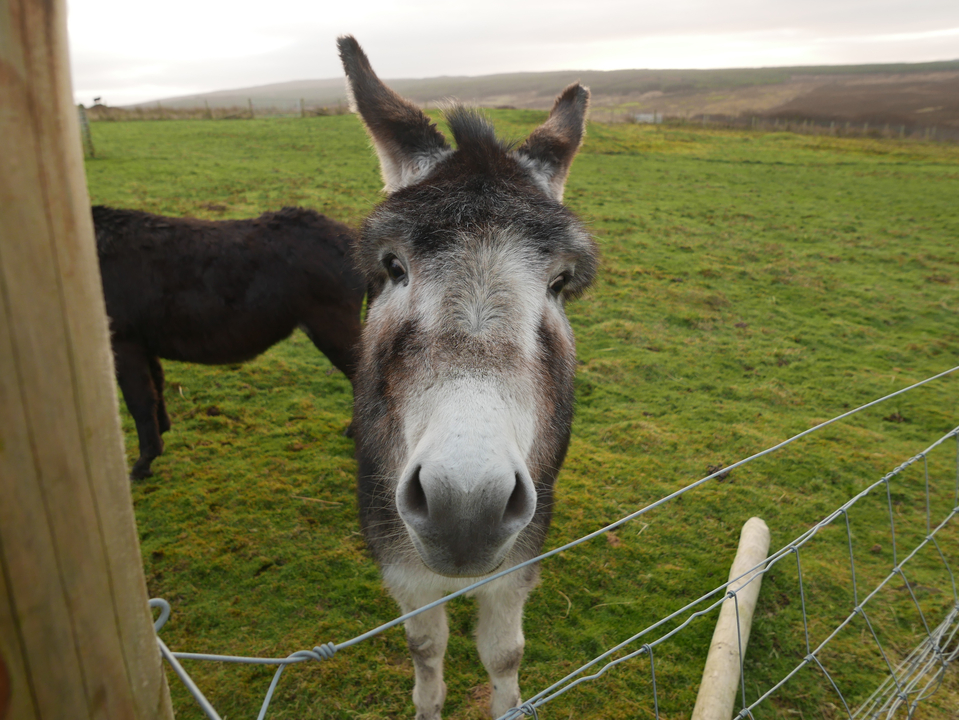 Gros plan sur un âne avec un autre âne à l'arrière-plan