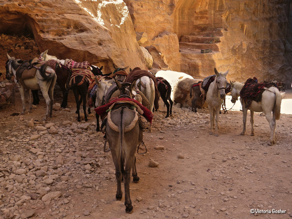 Group of saddled donkeys resting in a shady area.