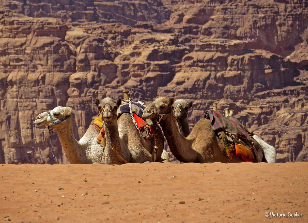 Chameaux se reposant devant des formations rocheuses.
