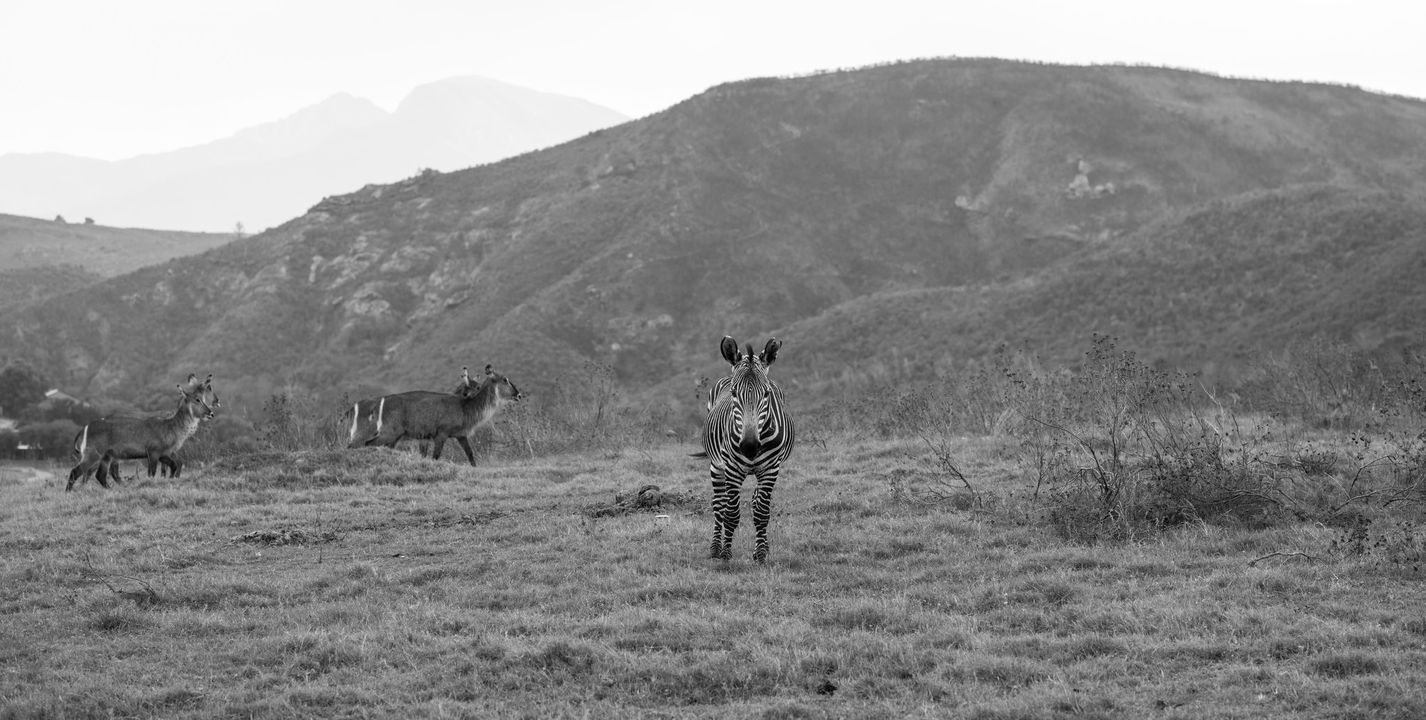 Zèbres et autres animaux dans un habitat naturel