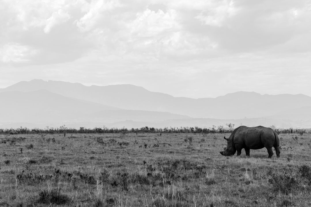 Rhinocéros broutant dans un vaste champ ouvert