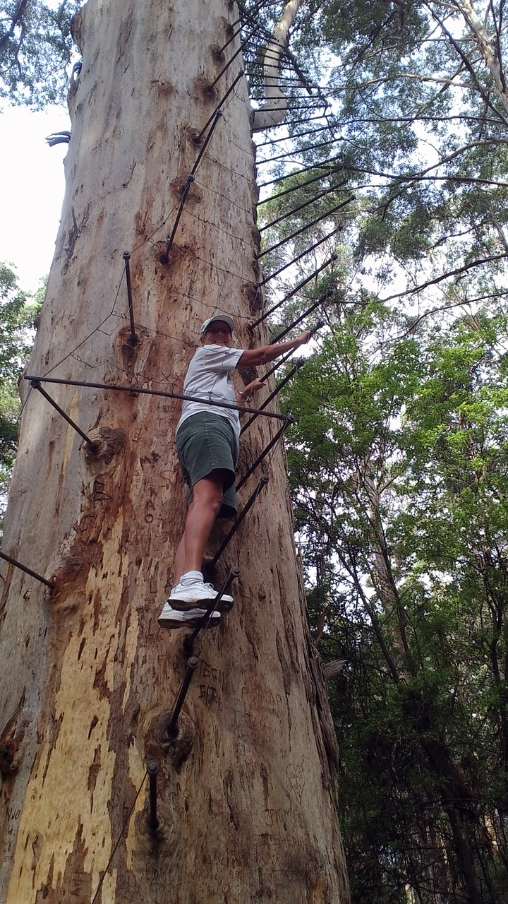 Une personne grimpant à un arbre avec des échelons métalliques dans une zone forestière.