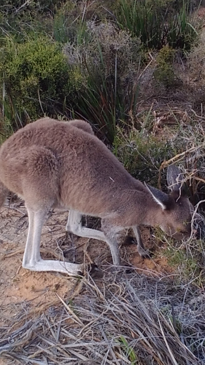 Kangourou en train de brouter dans un environnement naturel.