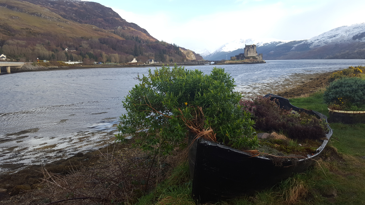 Scenic view of a castle by a lake with a tree in the foreground.