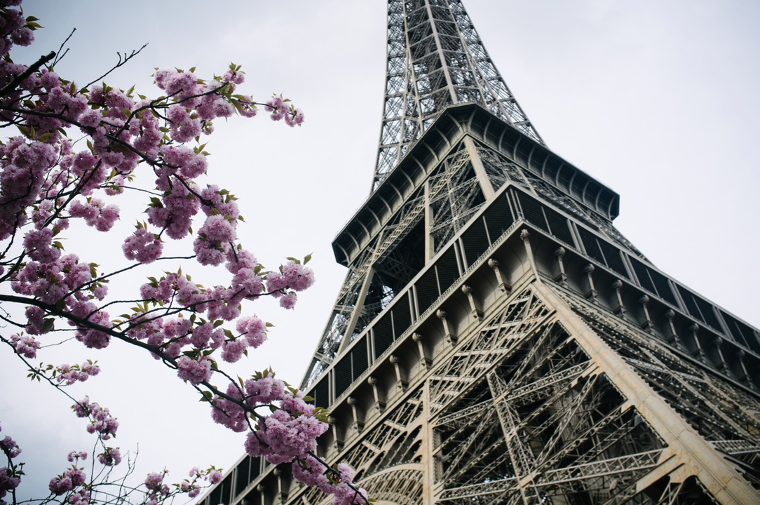 Tour Eiffel vue avec des cerisiers en fleurs au premier plan.