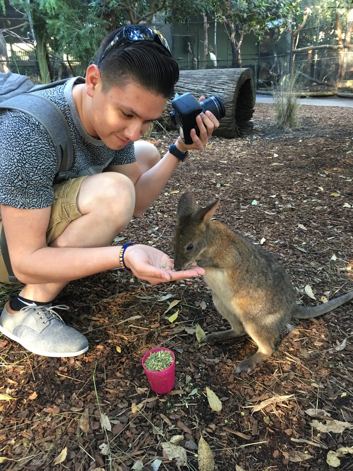 Traveller kneels to hand-feed a small wallaby on a forest floor covered in leaves.