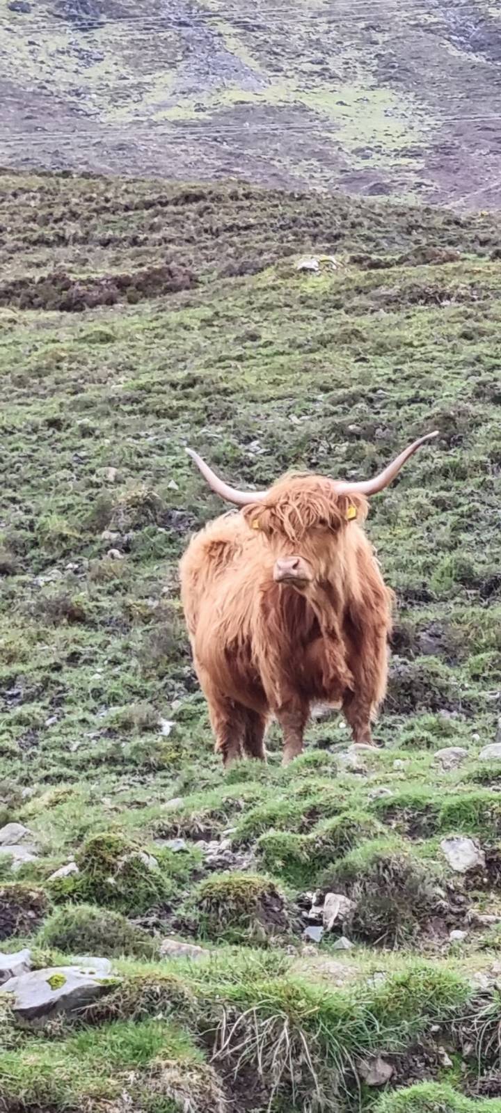 Vache Highland dans un paysage herbeux en pente.