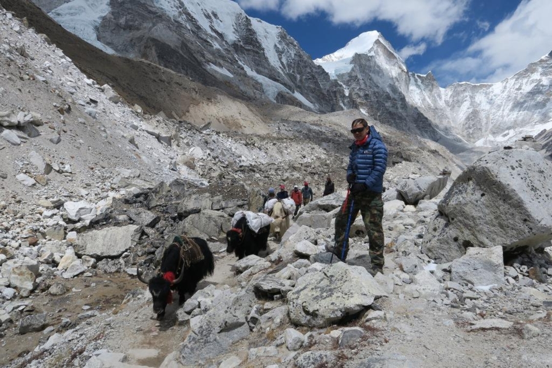 Person leading yaks with snowy mountains in the background.