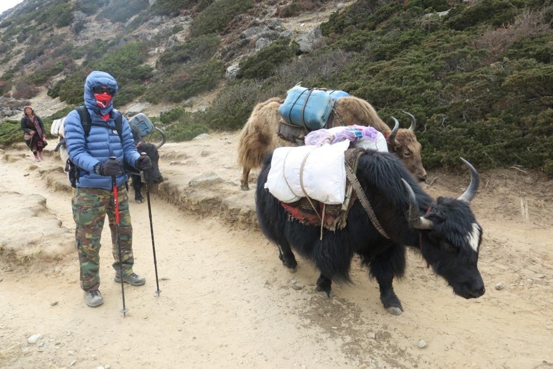 Person and yaks on a trail in the mountains.