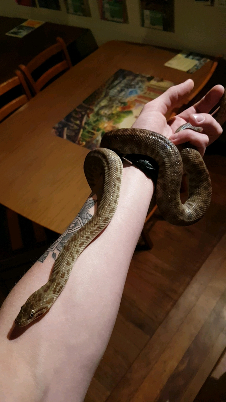 Un serpent enroulé autour d'un bras avec un tatouage.