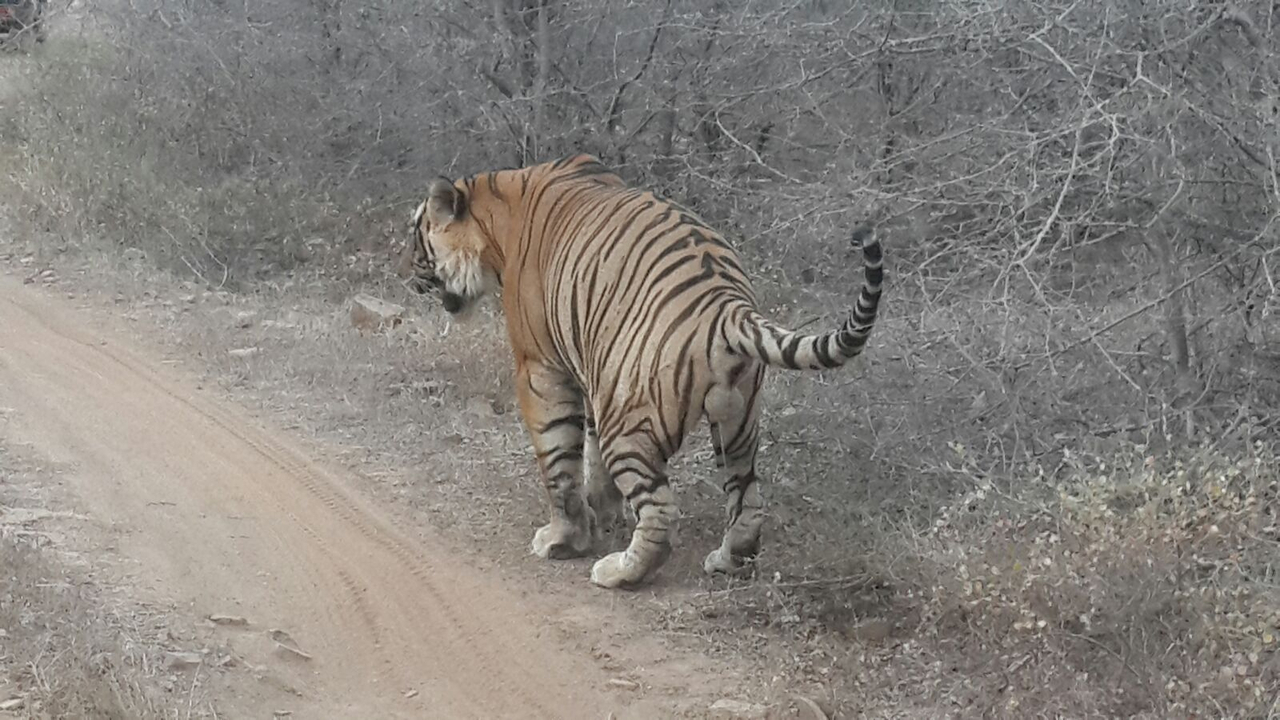 Tigre marchant sur un chemin de terre dans une forêt.