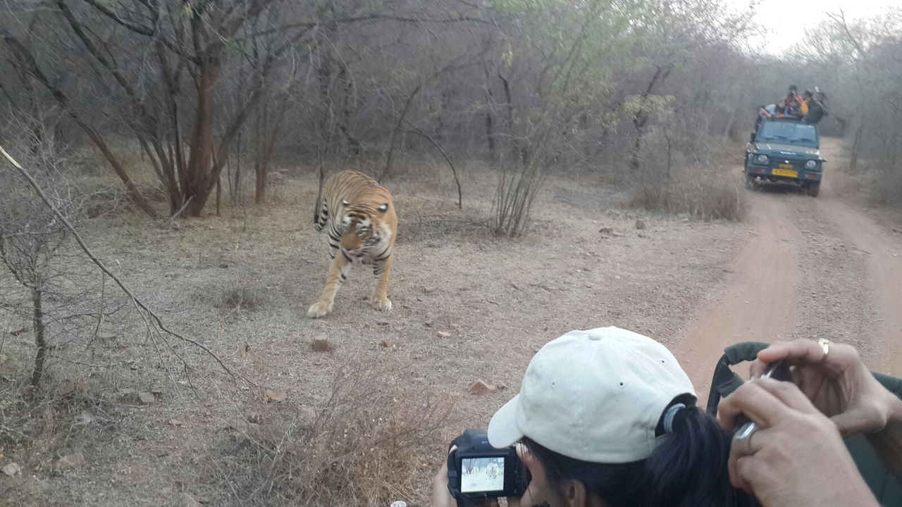 Véhicule safari avec des personnes prenant des photos d'un tigre dans la forêt.