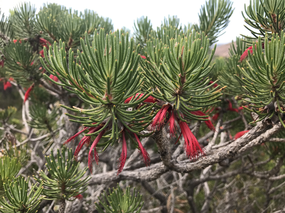 Close-up of a native Australian shrub with green needle-like leaves and striking red flowers.