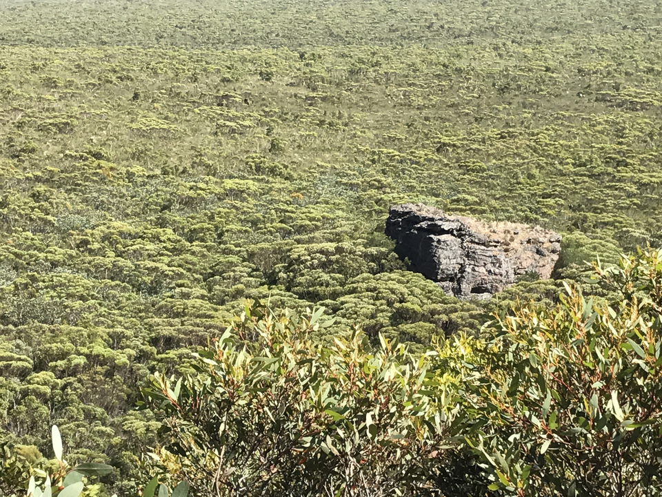 Isolated rocky outcrop rises amid dense green shrubland on a bright day.