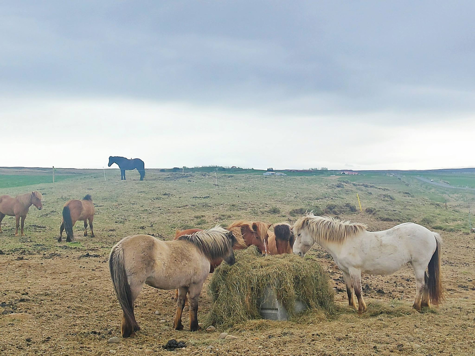 Horses in a field with grass and cloudy sky.