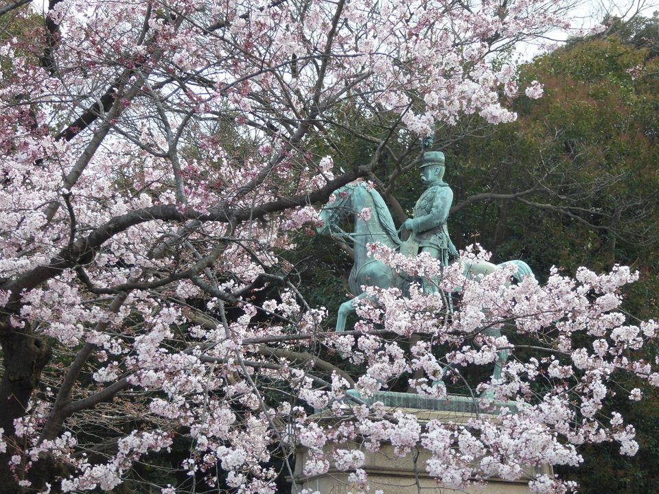 Cherry blossoms surrounding a statue of a horse rider.