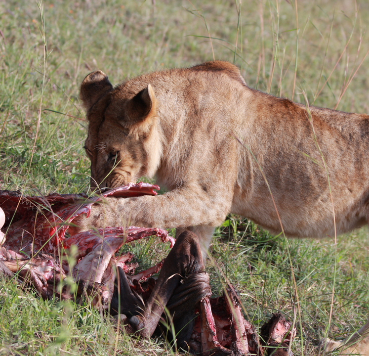 Lion se nourrissant d'une carcasse dans la nature.