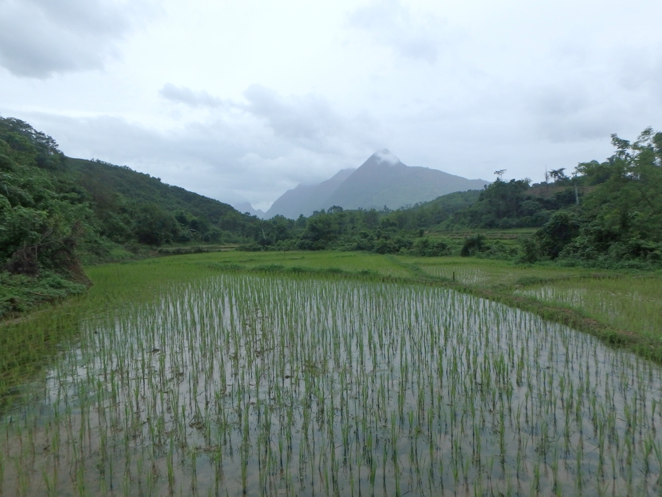 Lush green rice fields with a mountain backdrop