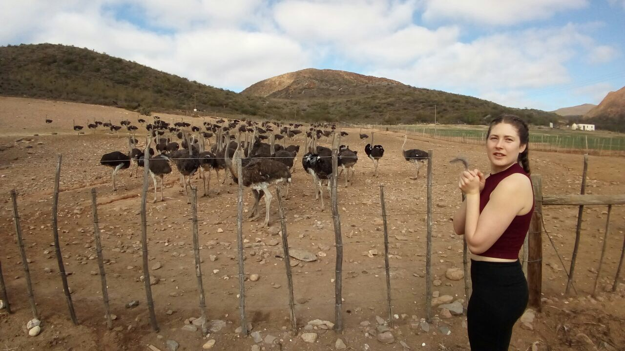 Femme debout près d'un groupe d'autruches dans un champ