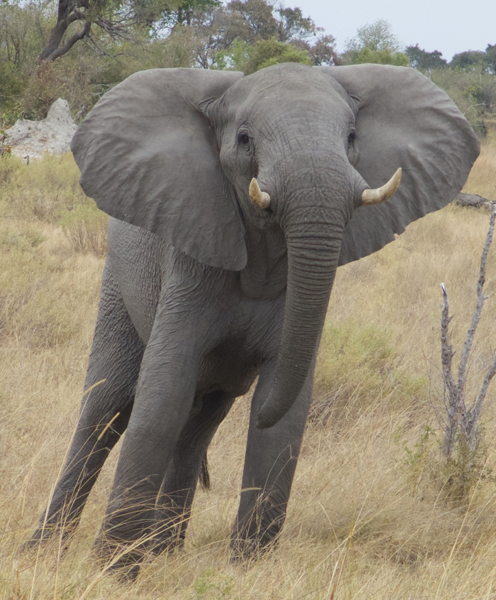 Gros plan sur un éléphant aux oreilles déployées dans la savane.