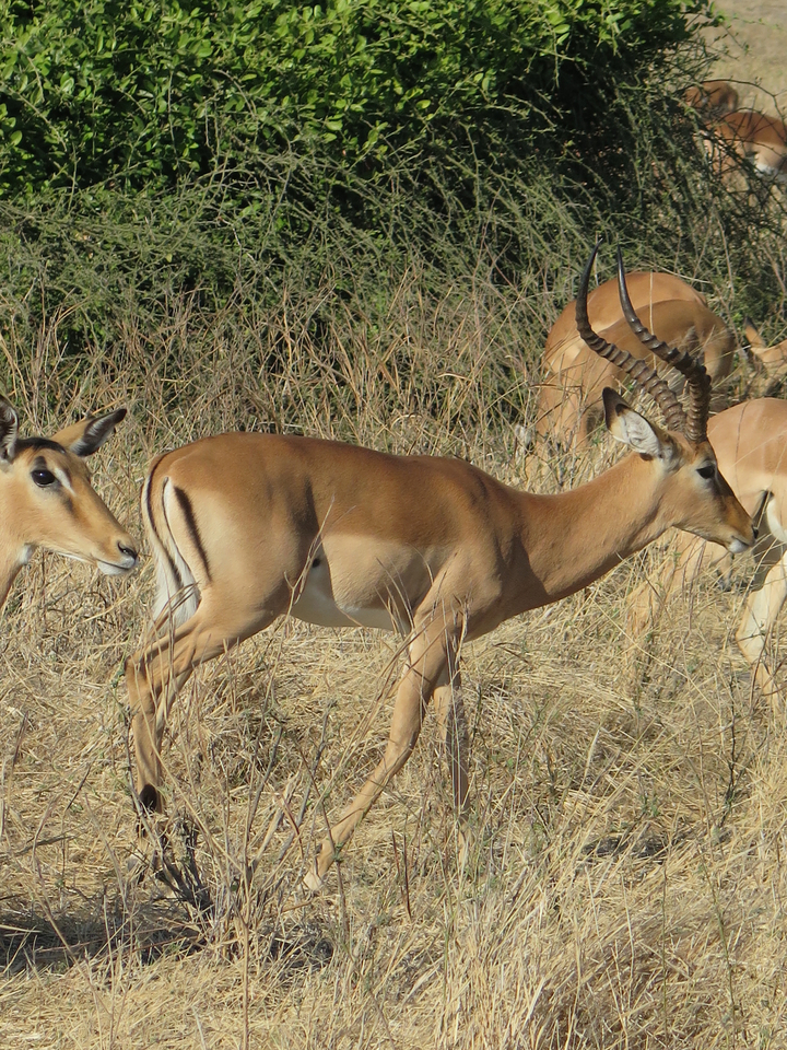 Groupe d'impalas broutant dans la savane.