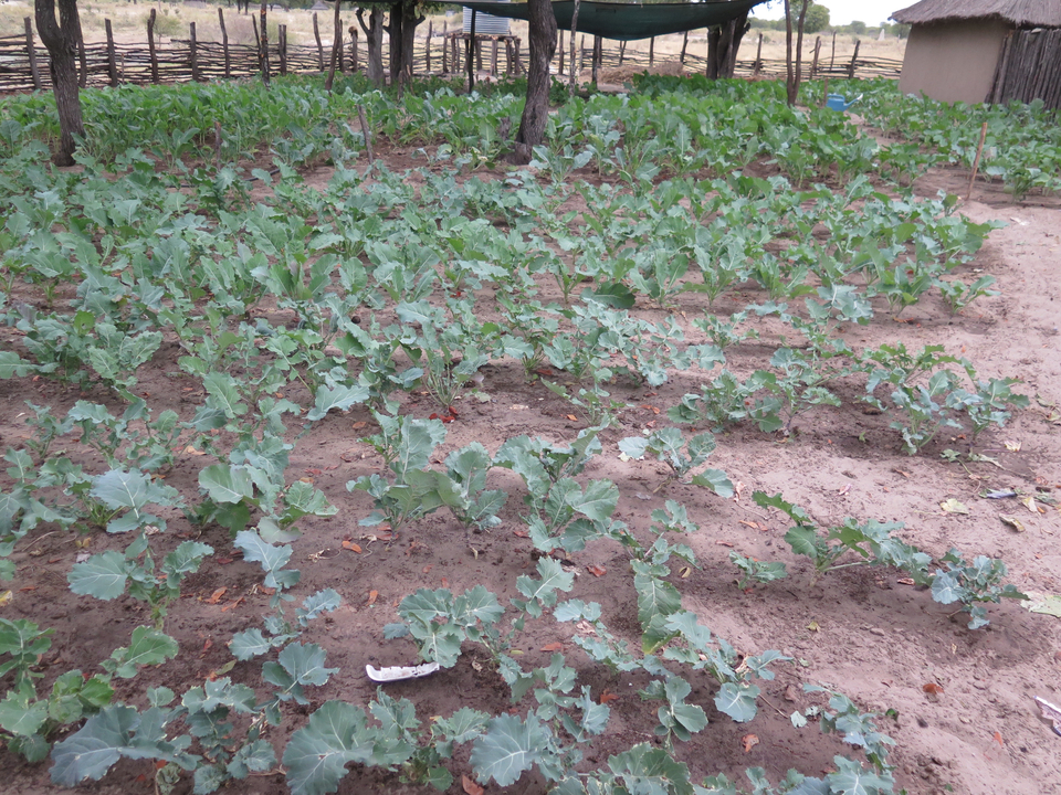 Jardin avec des plantes vertes poussant en rangs bien ordonnés.