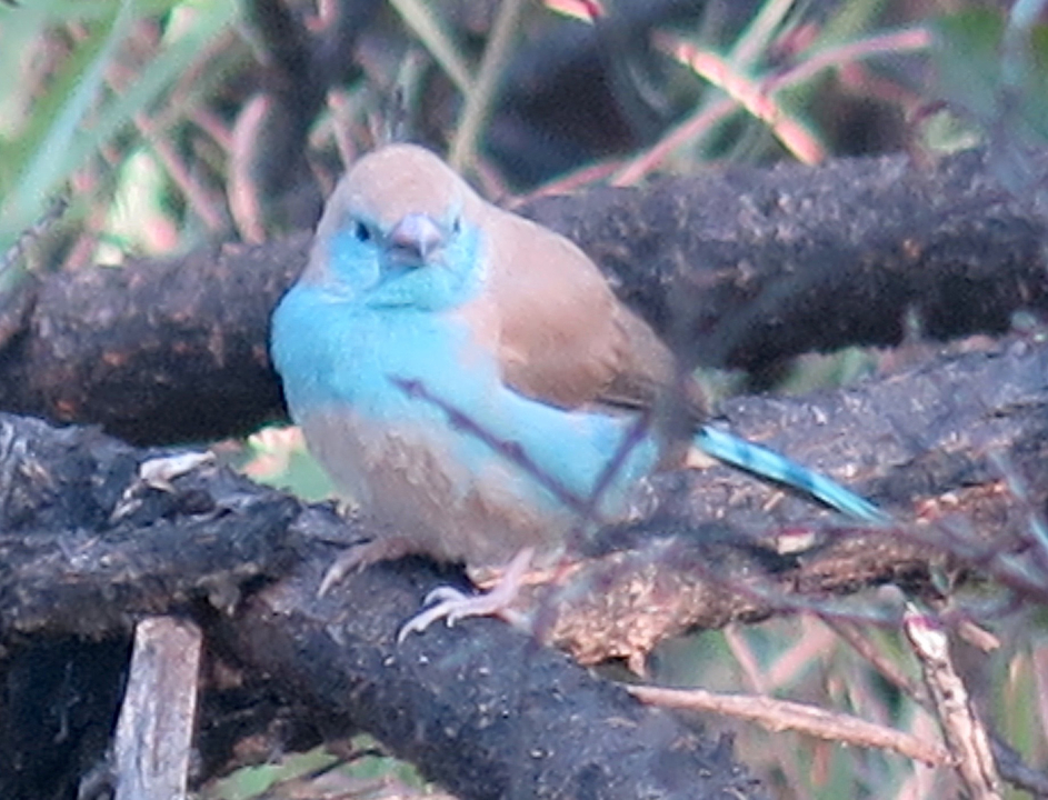 Un petit oiseau à la poitrine bleue sur une branche.