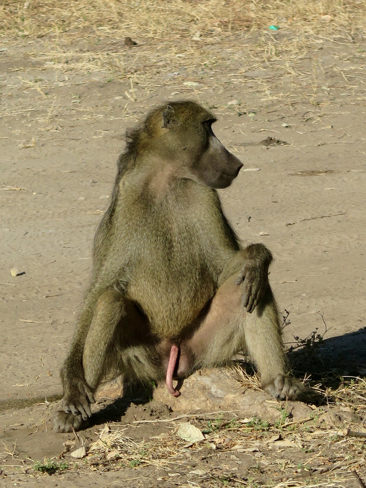 Un babouin assis sur le sol.
