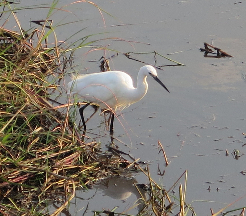 Un oiseau blanc pataugeant dans l'eau près du rivage.