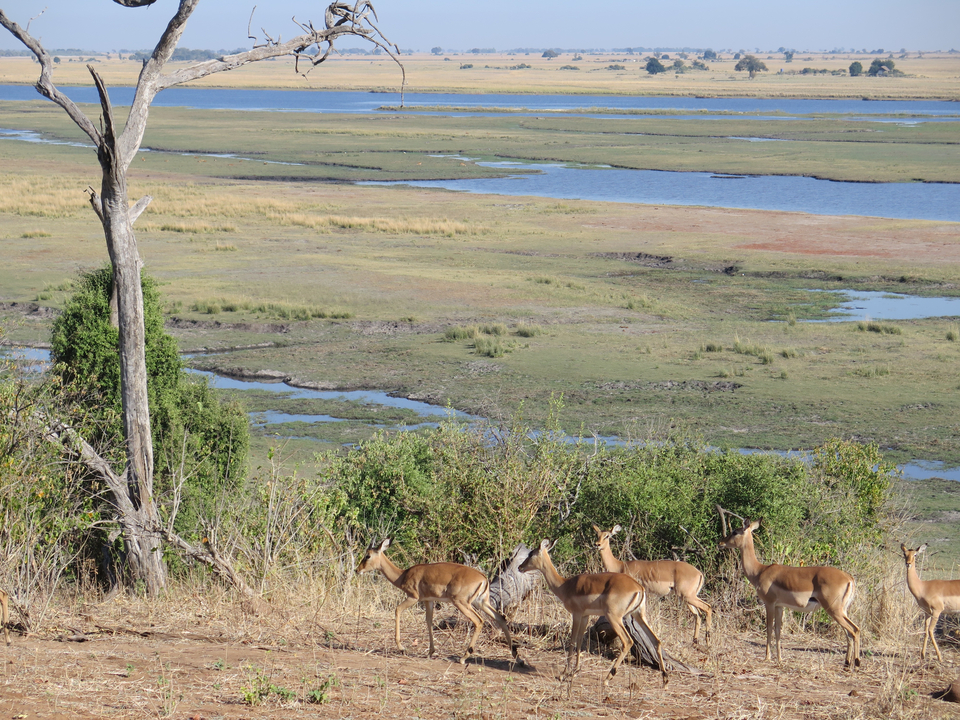 Troupeau d'impalas avec un vaste paysage fluvial en arrière-plan.