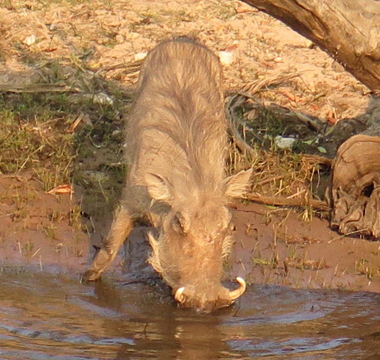 Gros plan d'un phacochère dans un point d'eau.